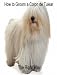 How to Groom A Coton de Tulear The Right Way