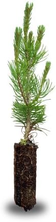 Mugo Pine Medium