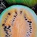 Seeds of Change S10808 Certified Organic Desert King Watermelon