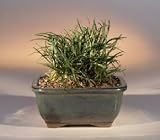 Bonsai Boy's Kyoto Dwarf Mondo Grass<br /><em>(ophiopogon japonicus nana)</em>