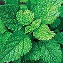 Lemon Balm Herb 100 Seeds - GARDEN FRESH PACK!