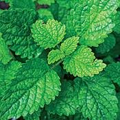 Lemon Balm Perennial 25 Plants - Heirloom - Melissa