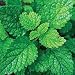 Lemon Balm Perennial 4 Plants - Heirloom - Melissa