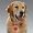 Puppia Soft Dog Harness (Mesh) Red Small
