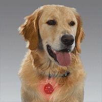 Buy Puppia Soft Dog Harness (Mesh) Red Small online at Discounted New and Used prices. Delivered to your door with Off-The-Bookshelf.