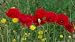 Papaver rhoeas (5000 Red Poppy Seeds) - Bulk Wildflower Seeds