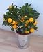 Image of Dwarf Orange Tree 45cm
