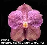 Vanda (Gordon Dillon X Pimchai Beauty) 1613H