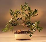 Bonsai Boy's Orange Jasmine - Medium<br><i>('murraya paniculata')</i>