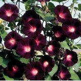 RARE KNIOLAS BLACK NIGHT MORNING GLORY 10 SEEDS