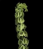 Green Bells of Ireland Flowers, Wholesale Box of 100 stems.