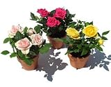 Mini Rose Trio - Send Mom Roses for Mother's Day!
