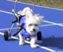 Snowy Cycle - Rehabilitive Cycle - Wheelchair for Disabled Pets