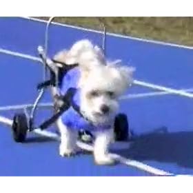 Snowy Cycle - Rehabilitive Cycle - Wheelchair for Disabled Pets