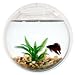 Wall Mount Fish Bowl Aquarium Tank Beta Goldfish