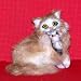 Ginger Cat with Baby