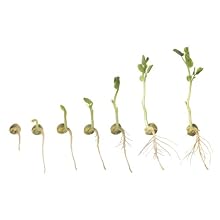 Edvotek 910 Isolation of Plant Mitochondria and Chloroplasts