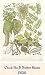 Art Poster Print - Chick-Pea Butter Beans - Artist: Barbara Nicholson - Poster Size: 0 X 0 inches