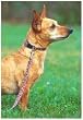Lupine Small Dog Leash - Cherry Blossoms 6 ft.