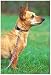 Lupine Small Dog Leash - Cherry Blossoms 6 ft.