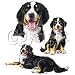 Bernese Mountain Dog Adult Sweatshirt