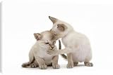 Canvas Prints of LA-6506 Cat - Siamese - two kittens in studio grooming each other from Ardea Wildlife Pets