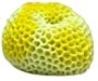 Brain Coral Pacific Mini Aquarium Ornament - 3" X 3" X 3" - Green