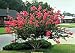 Crape Myrtle 'Pink Velour' Tree