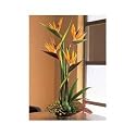 Birds of Paradise Gift Basket