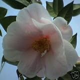 Camellia Hybrid 'Bonnie Marie' - FREE DELIVERY UK MAINLAND