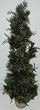 3' Mixed Cedar/Fir Spiral Topiary