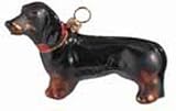 Dachshund