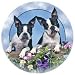 Boston Terrier Dog Absorbastone Coaster Set of 4
