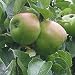 Image of 4-5Ft Tall Malus Bramley Apple Tree'- Bramley Cooking Apple 7.5 litre pot.