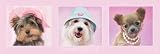 Empire 379122 Hale, Rachael - Canine Cuties Slim-Poster - 91.5 x 30.5 cm