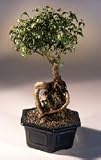 Ficus Too Little .Root Over Rock.(ficus benjamina)