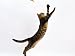 Domestic Cat, Brown Spotted Bengal Female Leaping for Toy Stretched Canvas Poster Print by Jane Burton, 12x16
