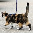Premier Pet Come with me Kitty Harness Small Royal Blue