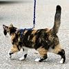 Premier Pet Come with me Kitty Harness Medium Royal Blue
