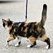 Premier Come with me Kitty Harness Medium Royal Blue