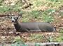 Feather Flex Bedding Whitetail Deer Hunting Decoy w/Antlers