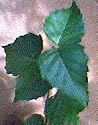 Yellow Birch, 18-28 inch Tree