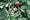 Strawberries Alpine Mignonette Heirloom Seeds 250 Seeds