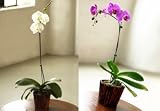 Orchid Affair