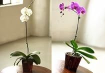 Orchid Affair