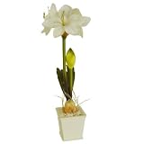 White Amaryllis in Pot