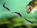 KickTail XL-5 Bass Fishing Lure Swim Bait (1 Diver/1 Dying Shad/1 Floater)