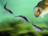 Sporting Goods : KickTail XL-5 Bass Fishing Lure Swim Bait (1 Diver/1 Dying Shad/1 Floater)