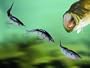 KickTail XL-5 Bass Fishing Lure Swim Bait (1 Diver/1 Dying Shad/1 Floater)