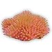 Natures Image No. 143B Carpet Anemone Pink 9in x 9.5in x 3.75in Heteractis magnifica Coral Reproduction
